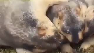 Watching Funny Animals Compilation | Funniest Animals 2020 #56