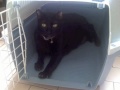 Miu Miu, my beautiful black cat