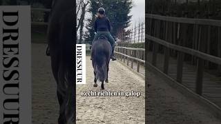 Het paard recht richten in galop #lovemysubscribers #horsetrainer #horse #horsem