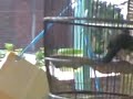 image Burung Perkutut Manggung Kur Ketekuk Kuk Kuk Kuk Kur
