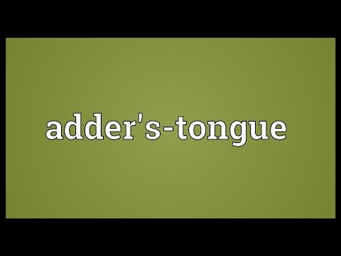 Header of adder's-tongue