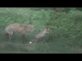 The Fox Family Visit