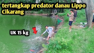 Dapet Babon Uk15Kg Fishing Mania Mancing Amyar Baselini Banana Fishing Mancing Mania