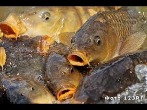 Выращивание карпов в маленьких прудах 337
