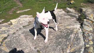 American Staffordshire Terrier Hera