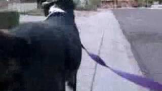 Watch Magnetic Fields Fido Your Leash Is Too Long video