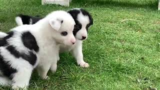 Chiots Laïka de Iakoutie