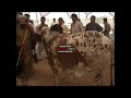 Cow Mandi 2012 Karachi Presentation images Cow Mandi 2012 Karachi Presentation