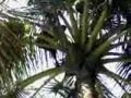 El Ron de Coco