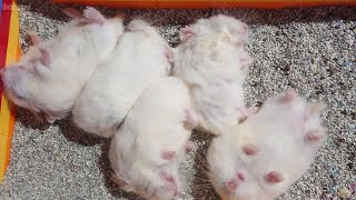 Hamster Sand Bath DIY 🐹 Sand Pit Bathroom for Hamster