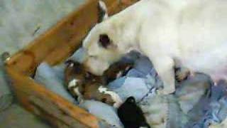 Dalila Y Jack Parte Vi