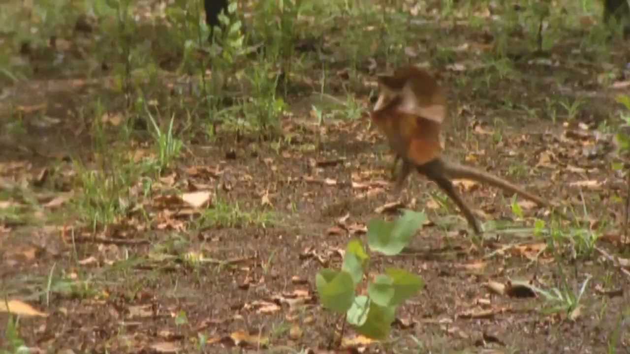 Running LizardAdult Swim (30 Minutes) YouTube