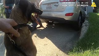 Police Belgian Malinois "Sicaria" Eats Bad Guy For Lunch