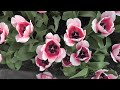 garden video