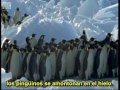 Emperor Penguins v Leopard Seal   Blue Planet   BBC Earth subtitulado