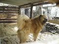 Самая отличная овчарка которая