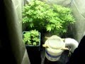 250w hps marijuana grow tent white widow - el nino after 3 week
