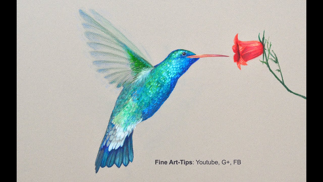 How to Draw a Hummingbird - Drawing With Color Pencils - YouTube