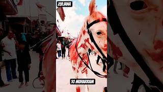 Zuljana 10 Muharram Karbala