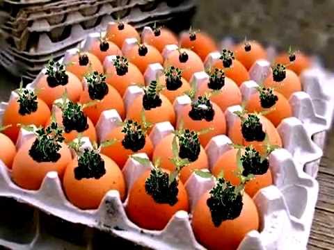 Как вырастить рассада перца Как вырастить рассада перца