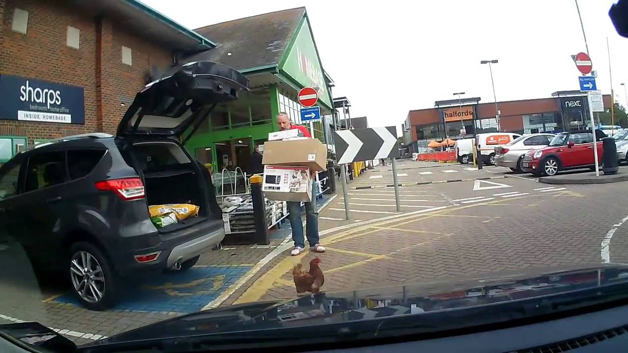 Surprise Chicken in the Car Trunk