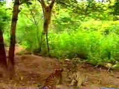 funny monkey videos. funny monkey taunts tiger