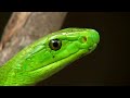 Deadly Green Mamba almost invisible