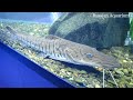 Видео Харьковский океанариум Немо - Pseudoplatystoma fasciatum Платистома тигровая