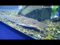 Video Харьковский океанариум Немо - Pseudoplatystoma fasciatum Платистома тигровая