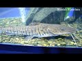 Харьковский океанариум Немо - Pseudoplatystoma fasciatum Платистома тигровая
