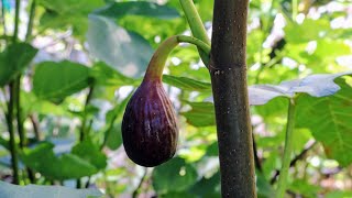 This Fig Changed after Planting it in Ground - Dall'Oso