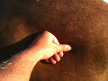 Horse Injury - Horse Cut - Buddy Got a Boo Boo - Should I call a Vet - Rick Gore Horsemanship