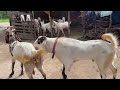 Totapari Bakri Mating With Hydrabadi Garam Patha Bakra/ Bakra Breeding Video / ছাগল ম্যাটিং ভিডিও
