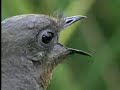 liarbird