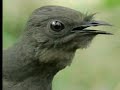 liarbird