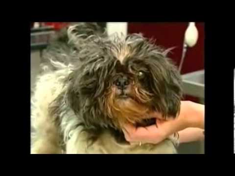 ASPCA commercial REMIX!!