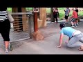 How to play with lions at the zoo