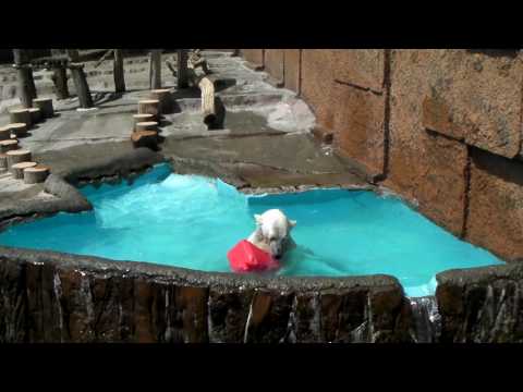 ホッキョクグマ　ピリカ　ポリタンダイブ（20100510）円山動物園