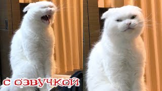 Приколы С Котами! С Озвучкой! Самые Смешные Животные! Смешные Коты И Собаки!