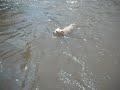 Jack the Dog Battles the Bourbeuse River