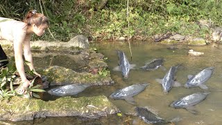 Wild Fishing | Use Primitive Traps To Catch Fish In The River | Primitive Skill - Fishing Technique