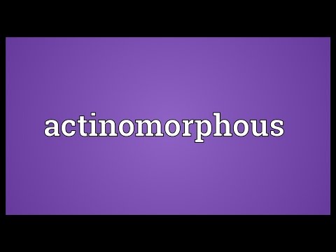 Header of Actinomorphous
