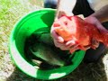 Video de Pesca de carpas a la inglesa