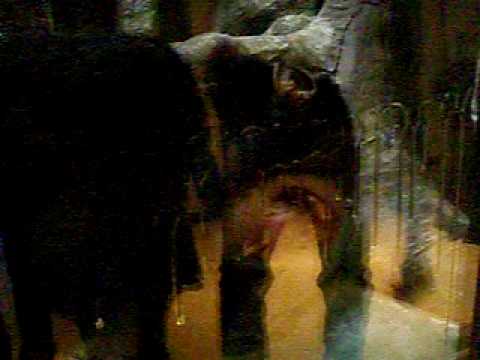 はちみつを舐めるチンパンジー＠天王寺動物園