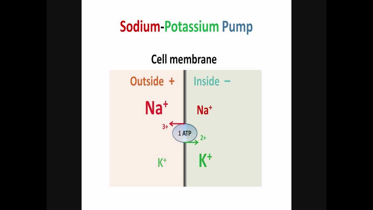 Neurons, Action Potential, Part 1: Resting Potential & Sodium-Potassium