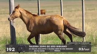 LOTE 192 - CAVALO CRIOULO (POTRAS) - LEILÃO SÃO BIBIANO 2021