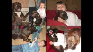 A Tribute To Miss Noo... The Best Little Staffie A Girl Could Ever Hope To Have.