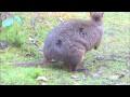 A return to Australia: Animals of Tasmania - Brainerd Dispatch MN