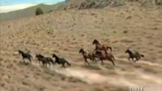 Watch Michael Martin Murphey Vanishing Breed video