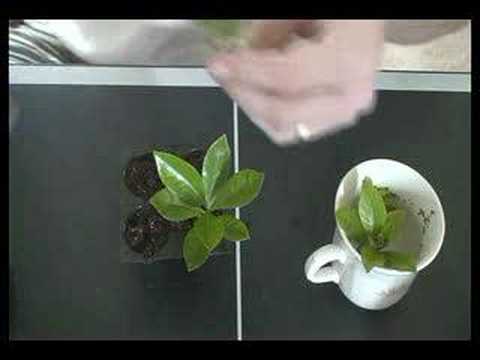 How to Clone any plant for hydroponic or regular gardening